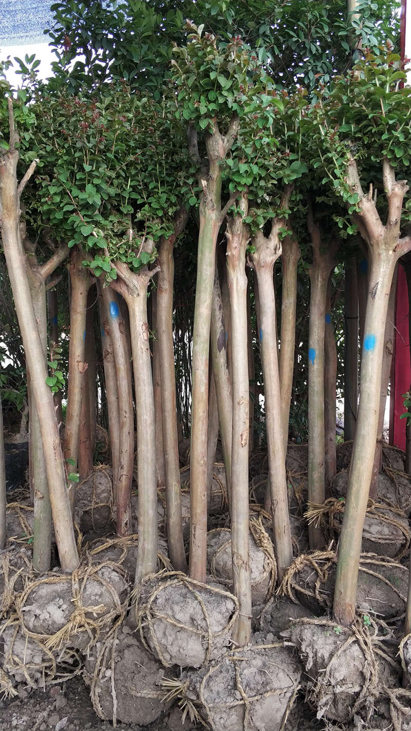 綠化養(yǎng)護(hù)圖片/綠化養(yǎng)護(hù)樣板圖 (2)