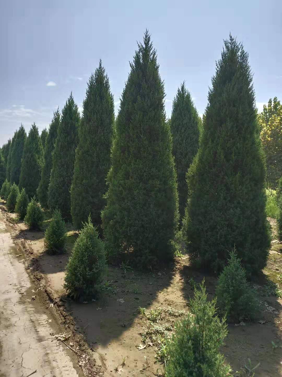 望都塔快圖片/望都塔快樣板圖 (2)