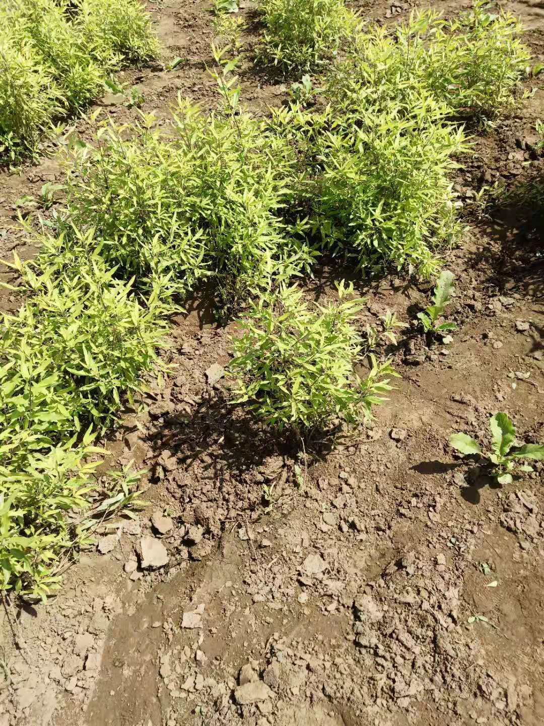 金葉圖片/金葉樣板圖 (4)