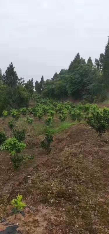 重慶無核沃柑種植圖片