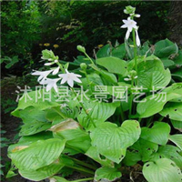 玉簪圖片/玉簪樣板圖 (2)