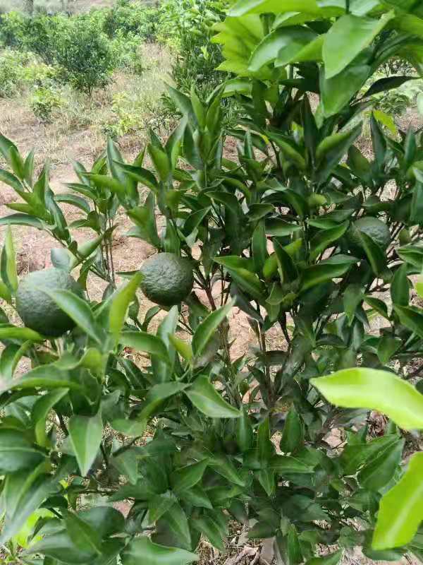 苗種植圖片/苗種植樣板圖 (2)