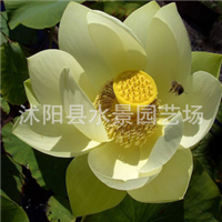 荷花基地圖片/荷花基地樣板圖 (4)