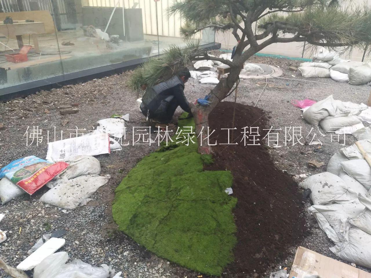 別墅花園設(shè)計圖片/別墅花園設(shè)計樣板圖 (3)