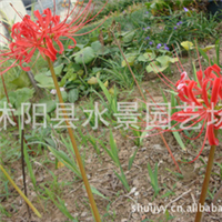 江蘇宿遷圖片/江蘇宿遷樣板圖 (1)