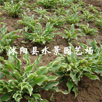 玉簪圖片/玉簪樣板圖 (4)