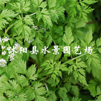 荷花基地圖片/荷花基地樣板圖 (2)