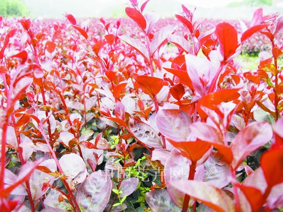 紅葉紫薇苗 一年生紅紫薇小苗批發(fā)，供應(yīng)紅葉紅花紫薇苗