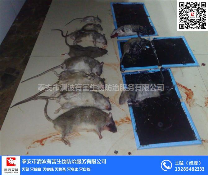 養(yǎng)豬場(chǎng)圖片/養(yǎng)豬場(chǎng)樣板圖 (2)