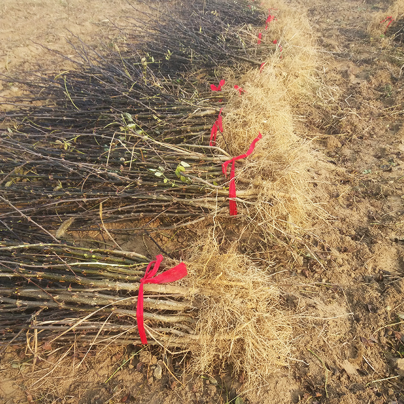 花椒樹苗圖片/花椒樹苗樣板圖 (3)