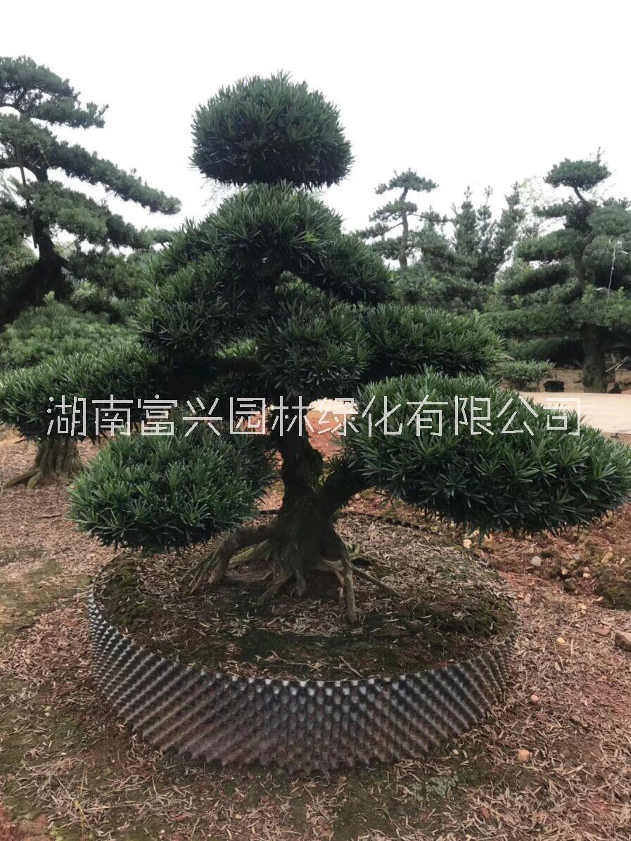 造型羅漢松圖片/造型羅漢松樣板圖 (2)