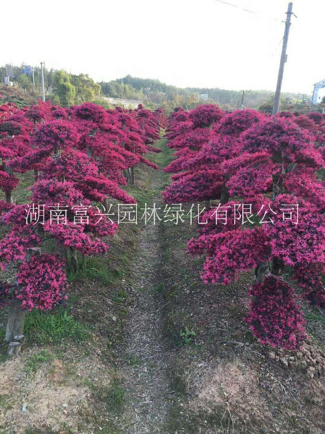 嫁接月季圖片/嫁接月季樣板圖 (4)