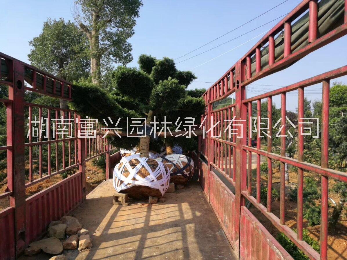 造型羅漢松圖片/造型羅漢松樣板圖 (4)