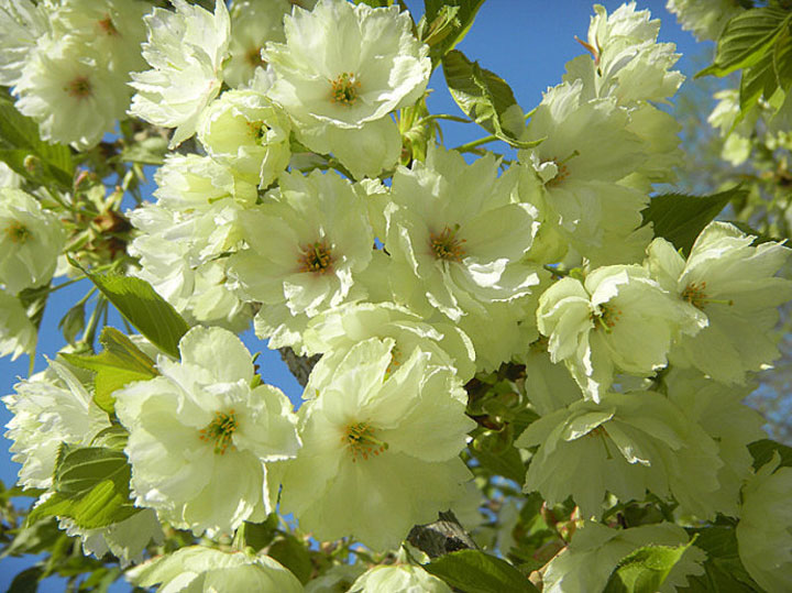 郁金櫻圖片/郁金櫻樣板圖 (1)