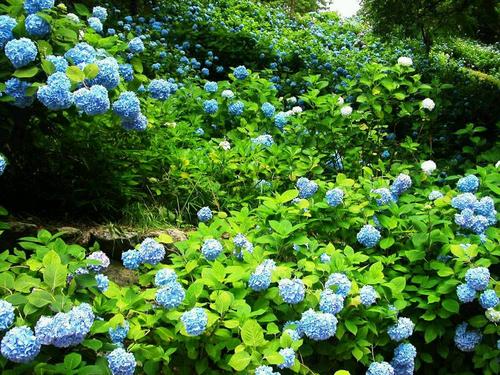 繡球花圖片/繡球花樣板圖 (2)
