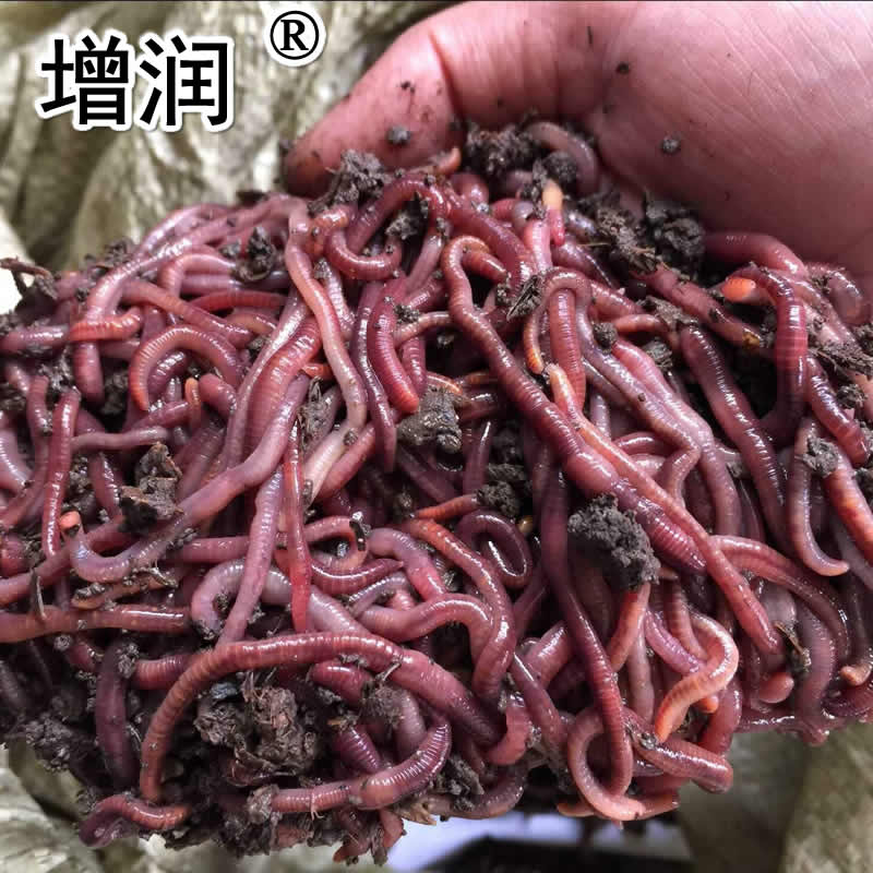 蚯蚓種圖片/蚯蚓種樣板圖 (2)