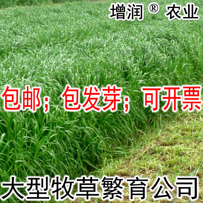 增潤(rùn)黑麥草種子包郵 特高冬牧70養(yǎng)殖多年生一年生黑麥草