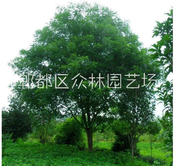 國槐圖片/國槐樣板圖 (3)