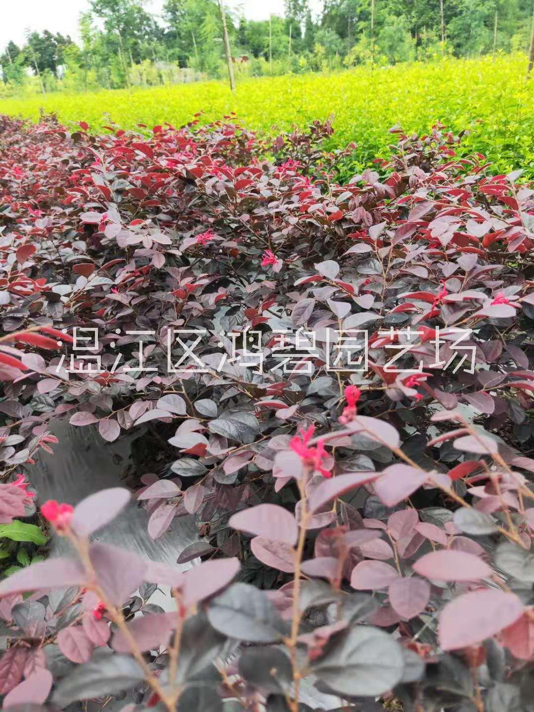 浙江紅繼木種植基地圖片/浙江紅繼木種植基地樣板圖 (4)