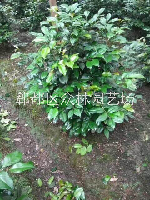 茶花圖片/茶花樣板圖 (2)
