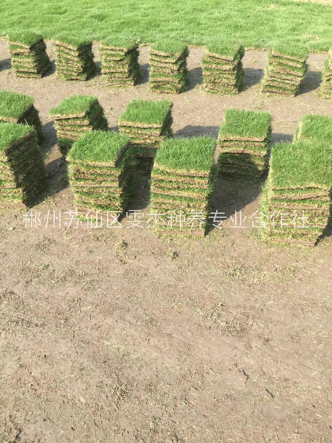 湖北馬尼拉草皮草卷優(yōu)質(zhì)供應(yīng)商    綠化草坪批發(fā)供應(yīng)