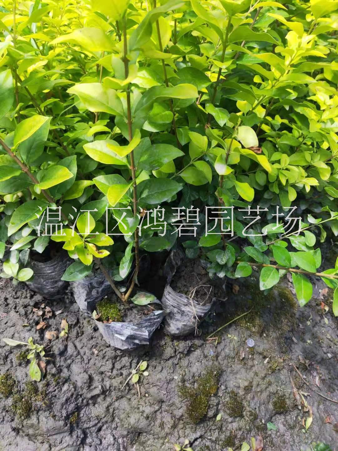 四川金禾女貞圖片/四川金禾女貞樣板圖 (2)