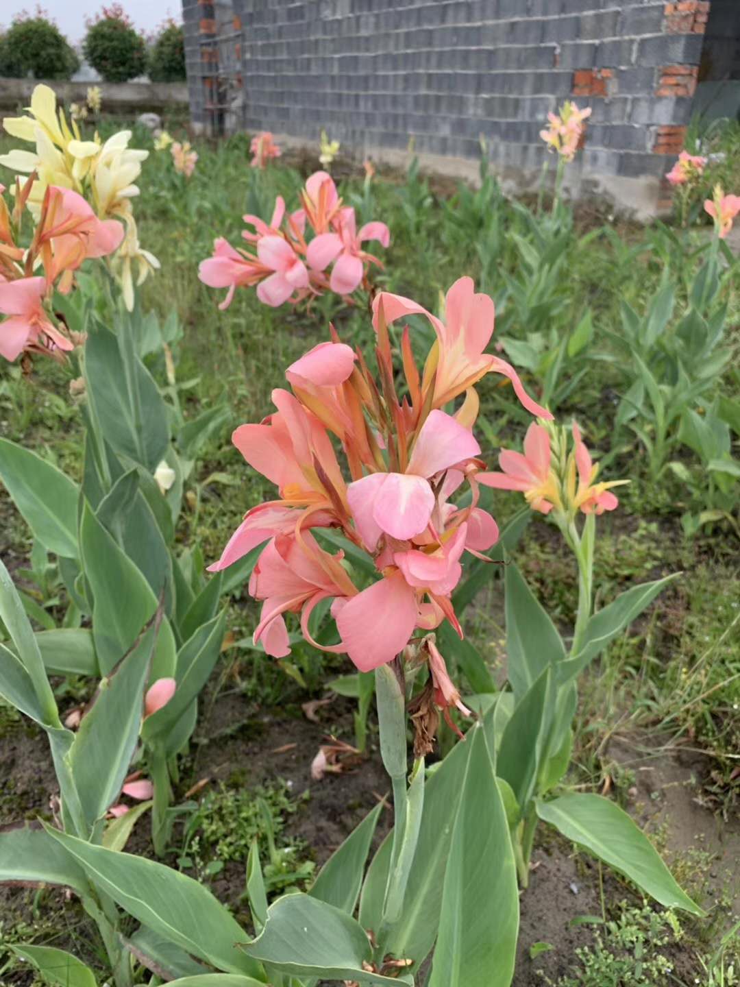 杭州萧山旭冉园艺场