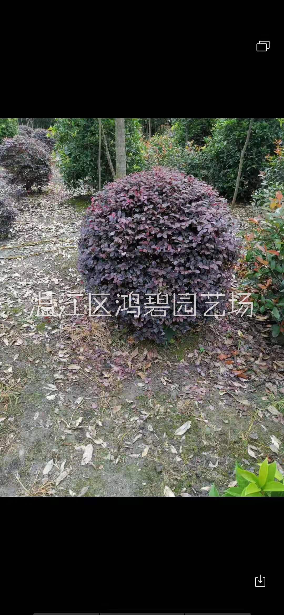 红继木苗木种植基地，红继木批发，红继木价格