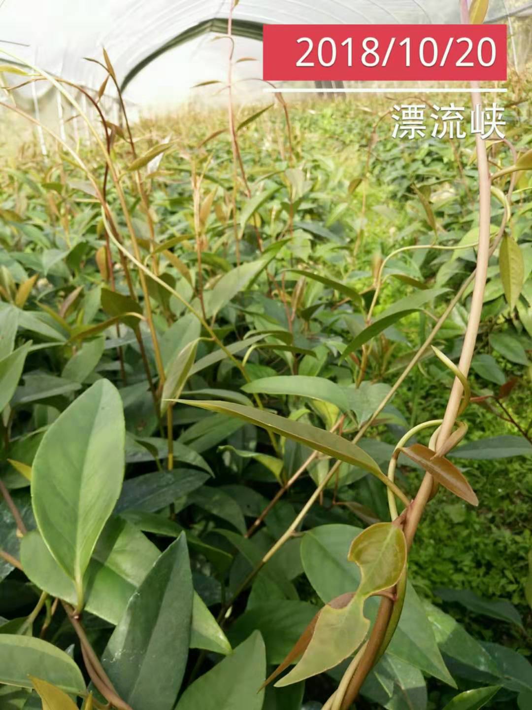 黑老虎圖片/黑老虎樣板圖 (3)