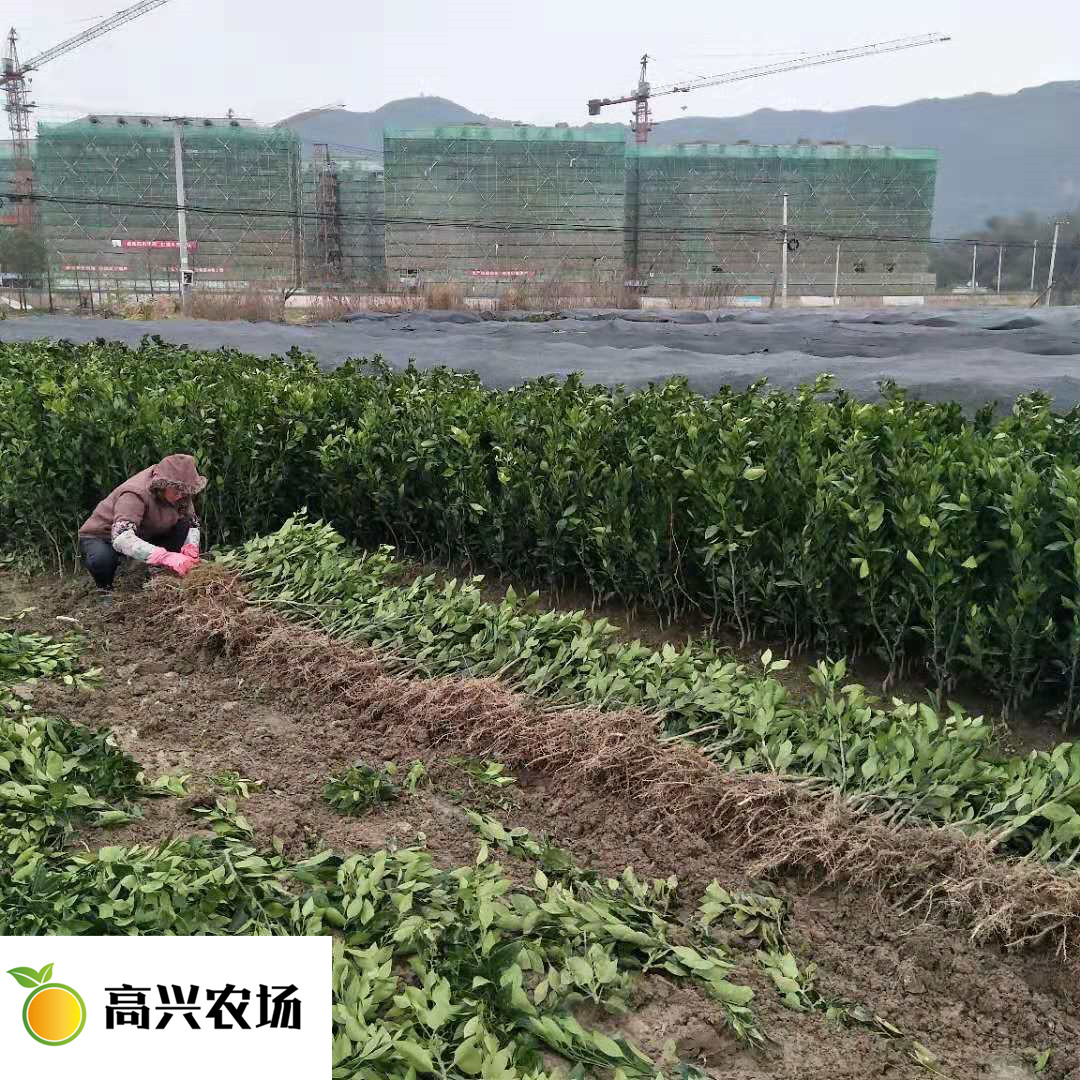 優(yōu)質(zhì)由良苗 正宗由良枝條基地圖片