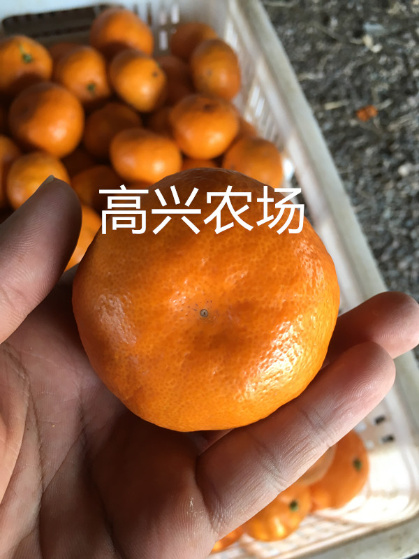 正宗圖片/正宗樣板圖 (2)