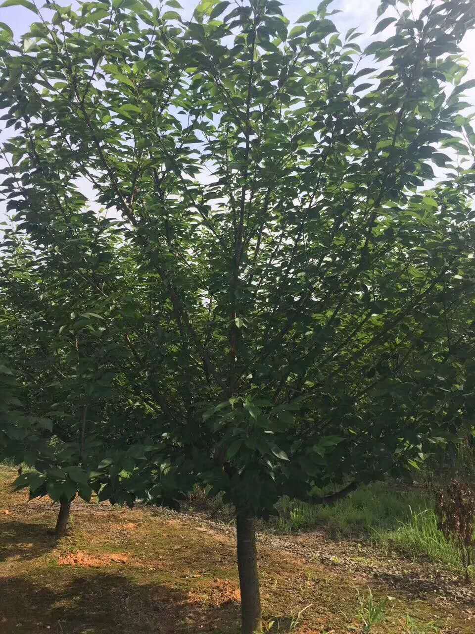 贛州櫻花種植基地批發(fā)價(jià)-櫻花供應(yīng)商報(bào)價(jià)多少-櫻花多少錢一棵-櫻花哪里有賣的