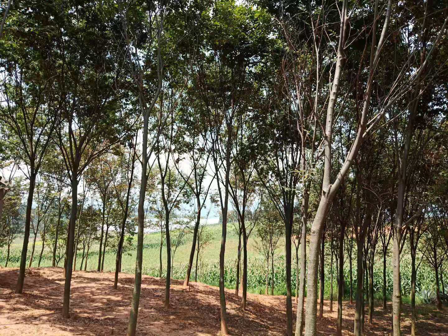 櫸樹櫸木云南紅河圖片/櫸樹櫸木云南紅河樣板圖 (2)