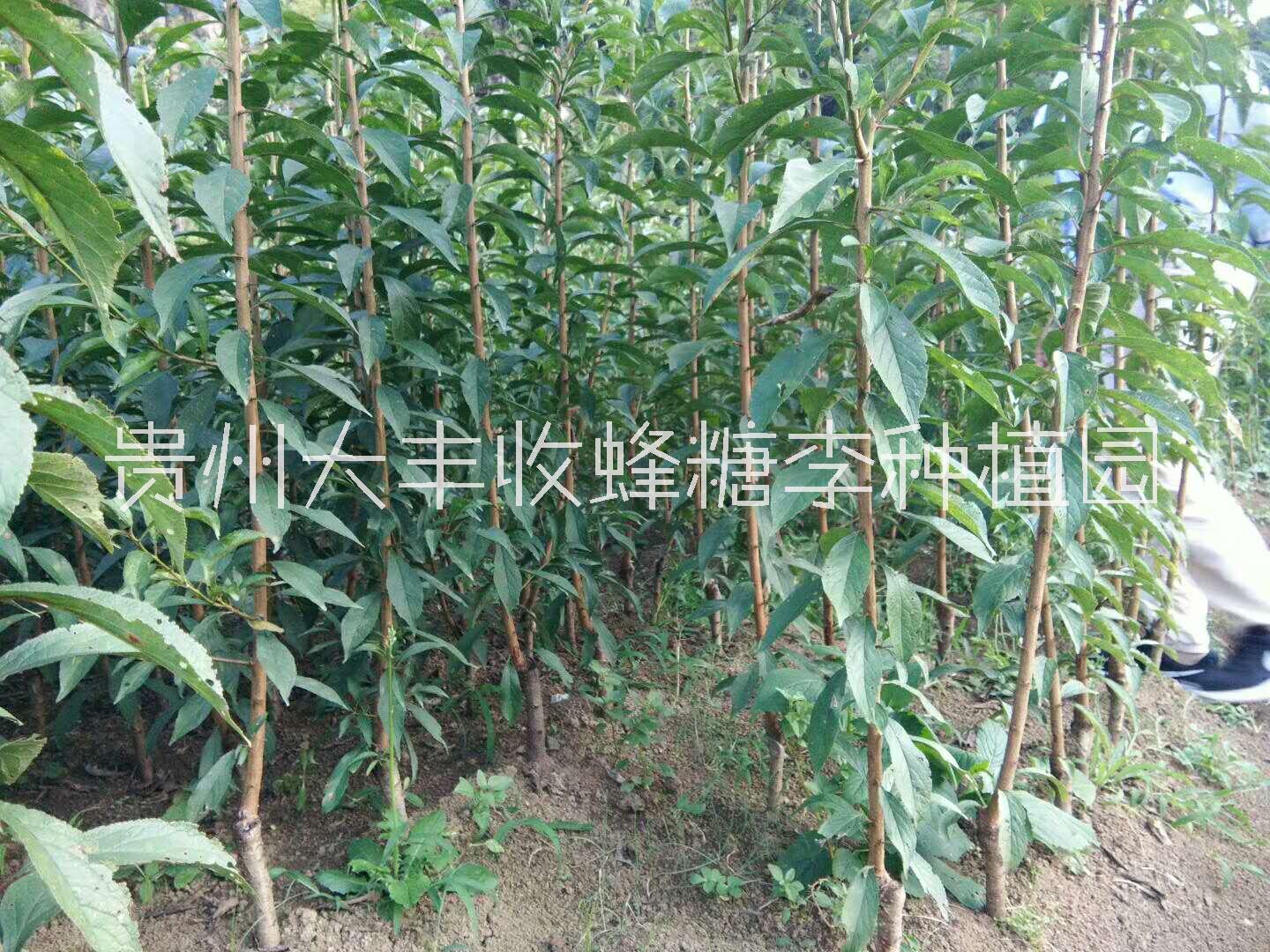 果樹苗種植基地圖片/果樹苗種植基地樣板圖 (1)