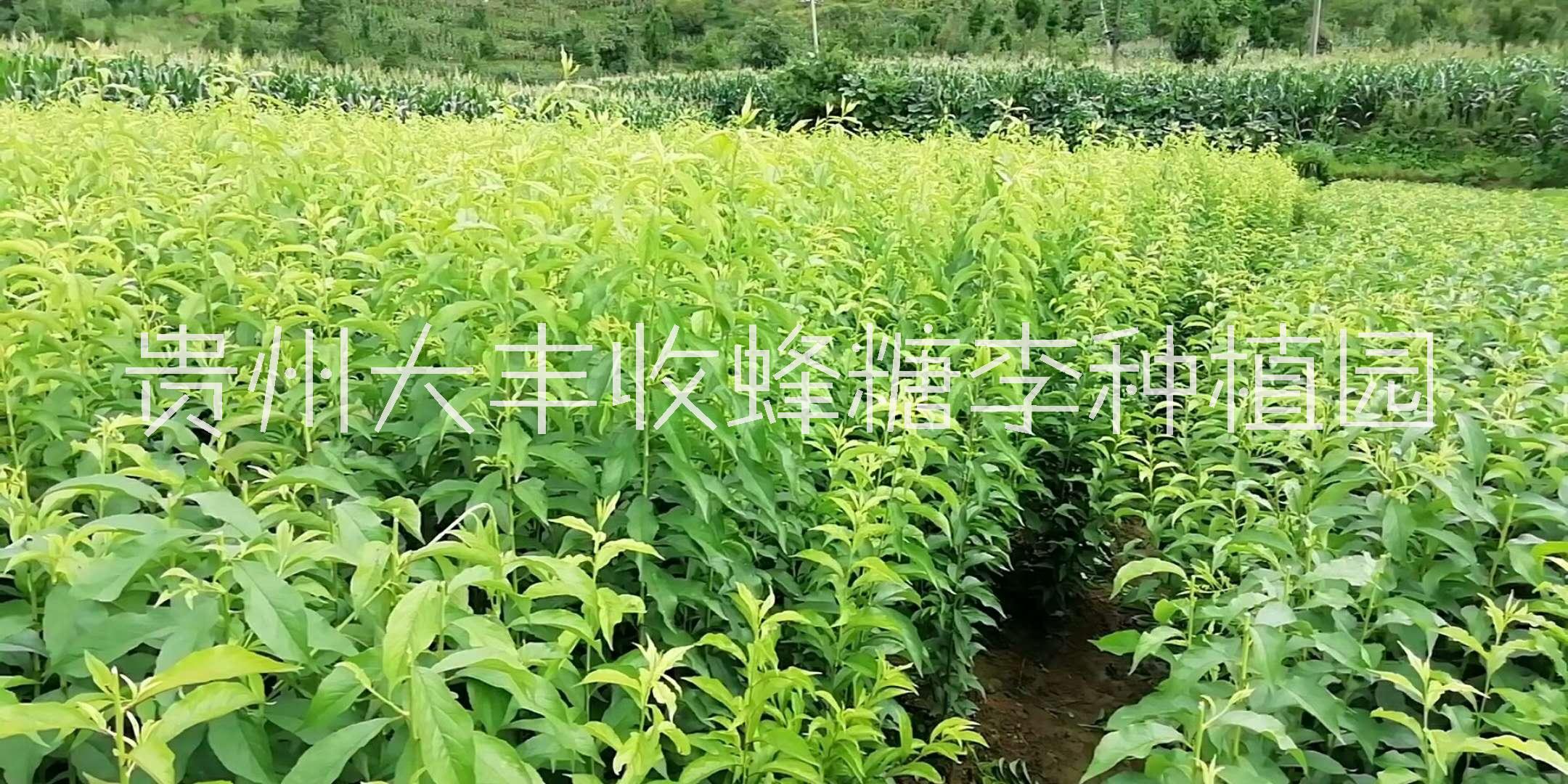 果樹苗種植基地圖片/果樹苗種植基地樣板圖 (4)