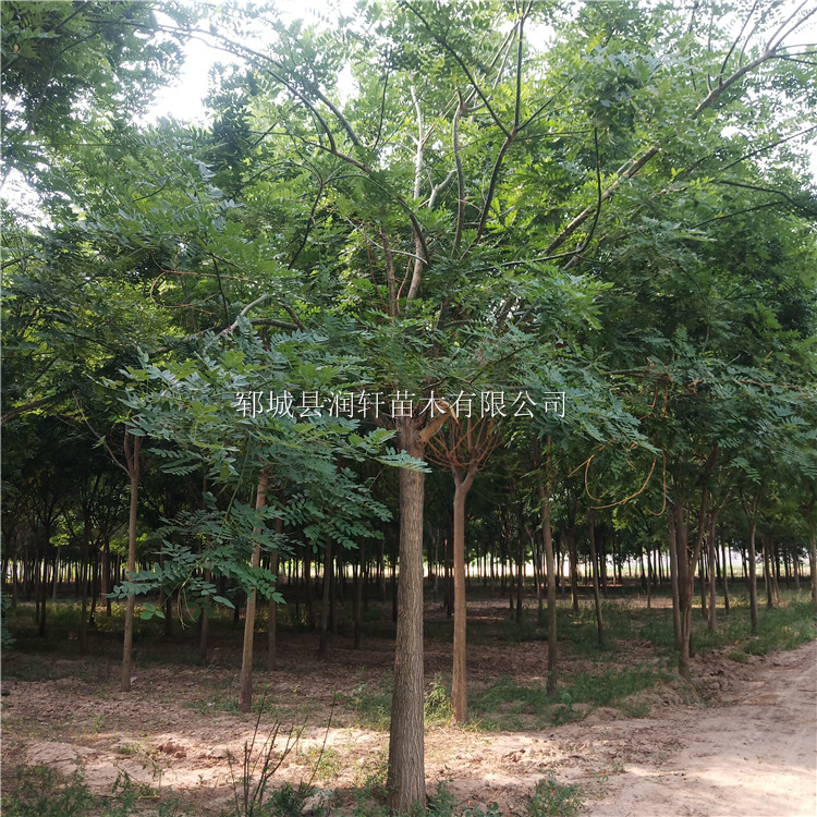 種植銷售大國(guó)槐小國(guó)槐 國(guó)槐樹(shù)出售 20公分國(guó)槐綠化樹(shù)苗 鄆城縣潤(rùn)軒苗木