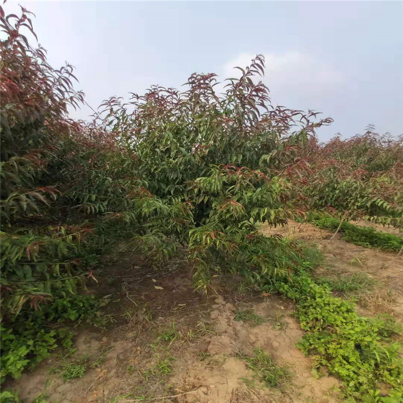 9公分紅葉碧桃圖片