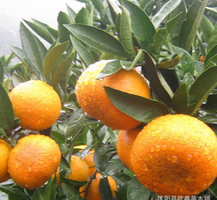 柑橘苗圖片/柑橘苗樣板圖 (2)