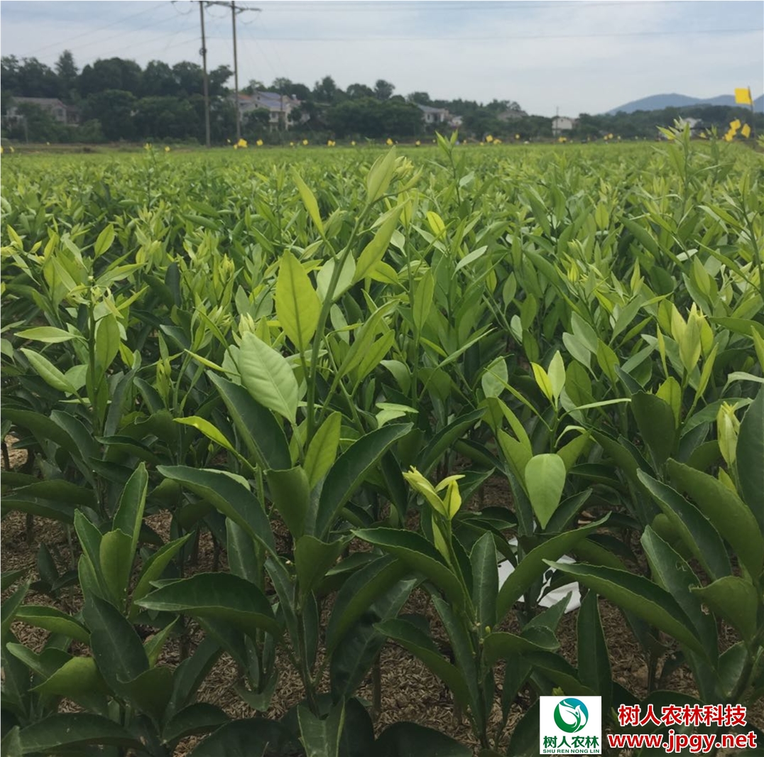 春見苗 湖南柑橘苗批發(fā) 供應(yīng)圖片