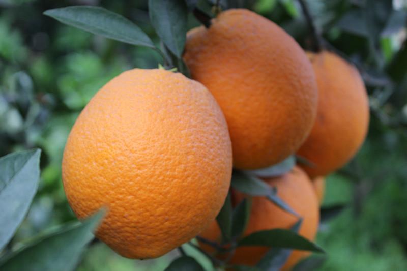 臍橙苗圖片/臍橙苗樣板圖 (2)