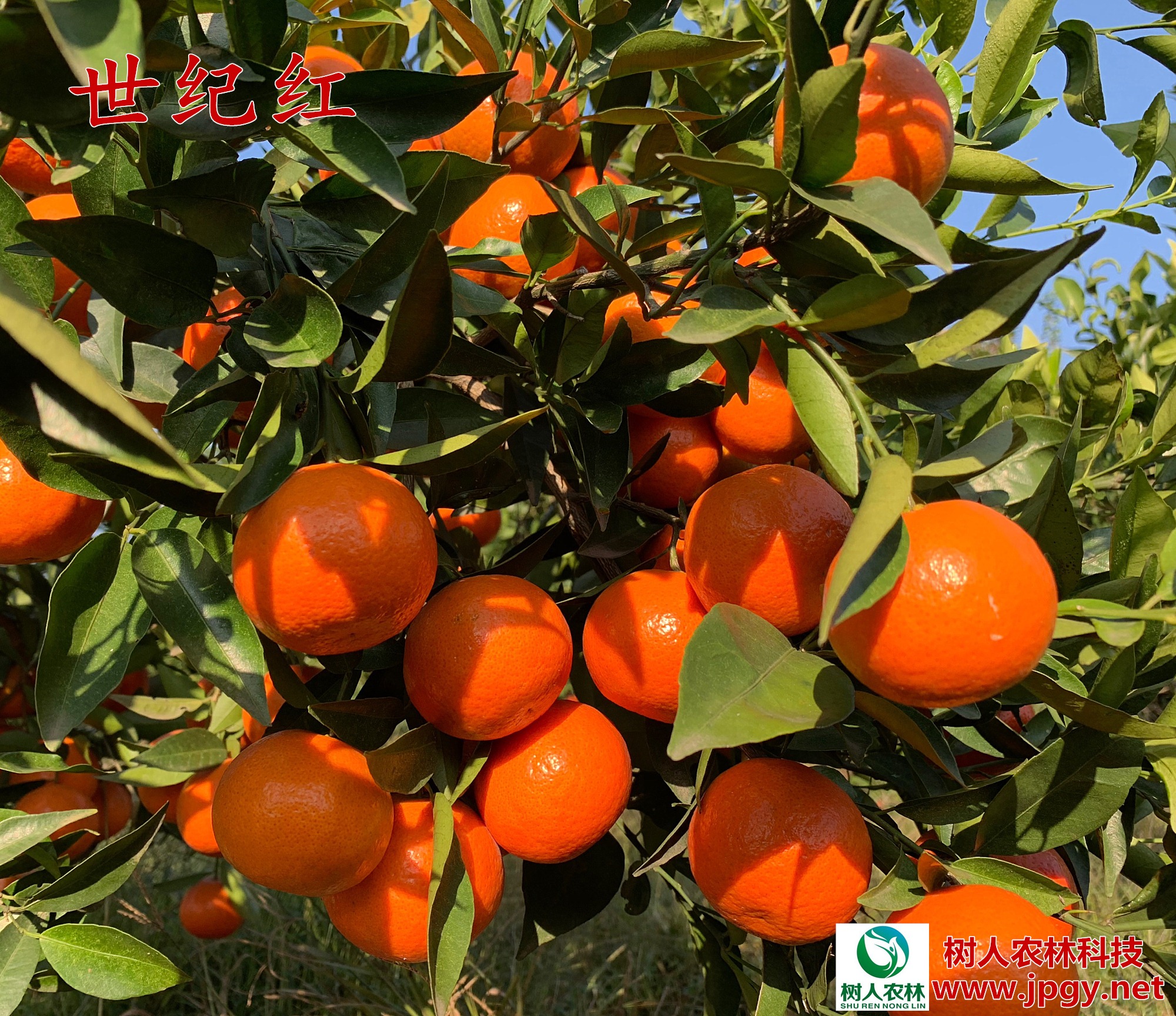 世紀(jì)紅柑橘苗價格  世紀(jì)紅柑橘苗 世紀(jì)紅柑橘苗 湖南正在的世紀(jì)紅