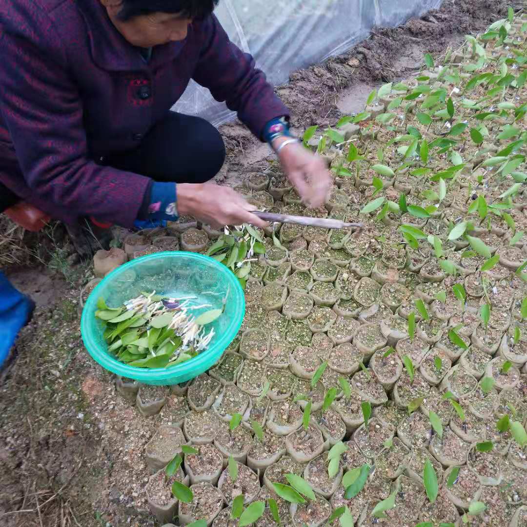 茶苗种植园，茶苗种植基地，茶苗种植批发