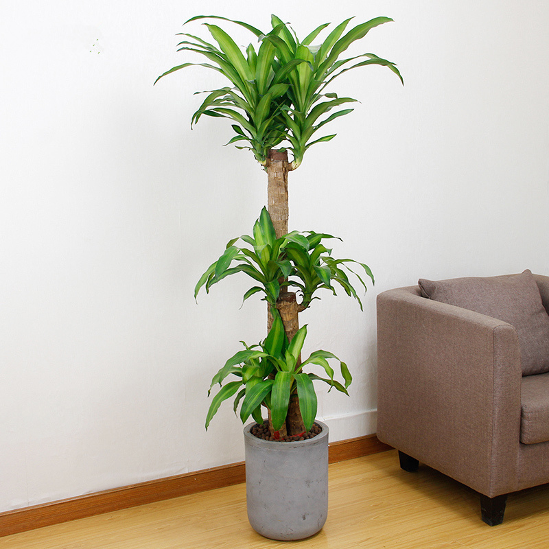 武漢園林綠化建設(shè)綠化工程圖片