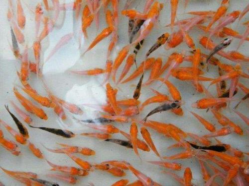 鯉魚(yú)魚(yú)苗圖片/鯉魚(yú)魚(yú)苗樣板圖 (4)
