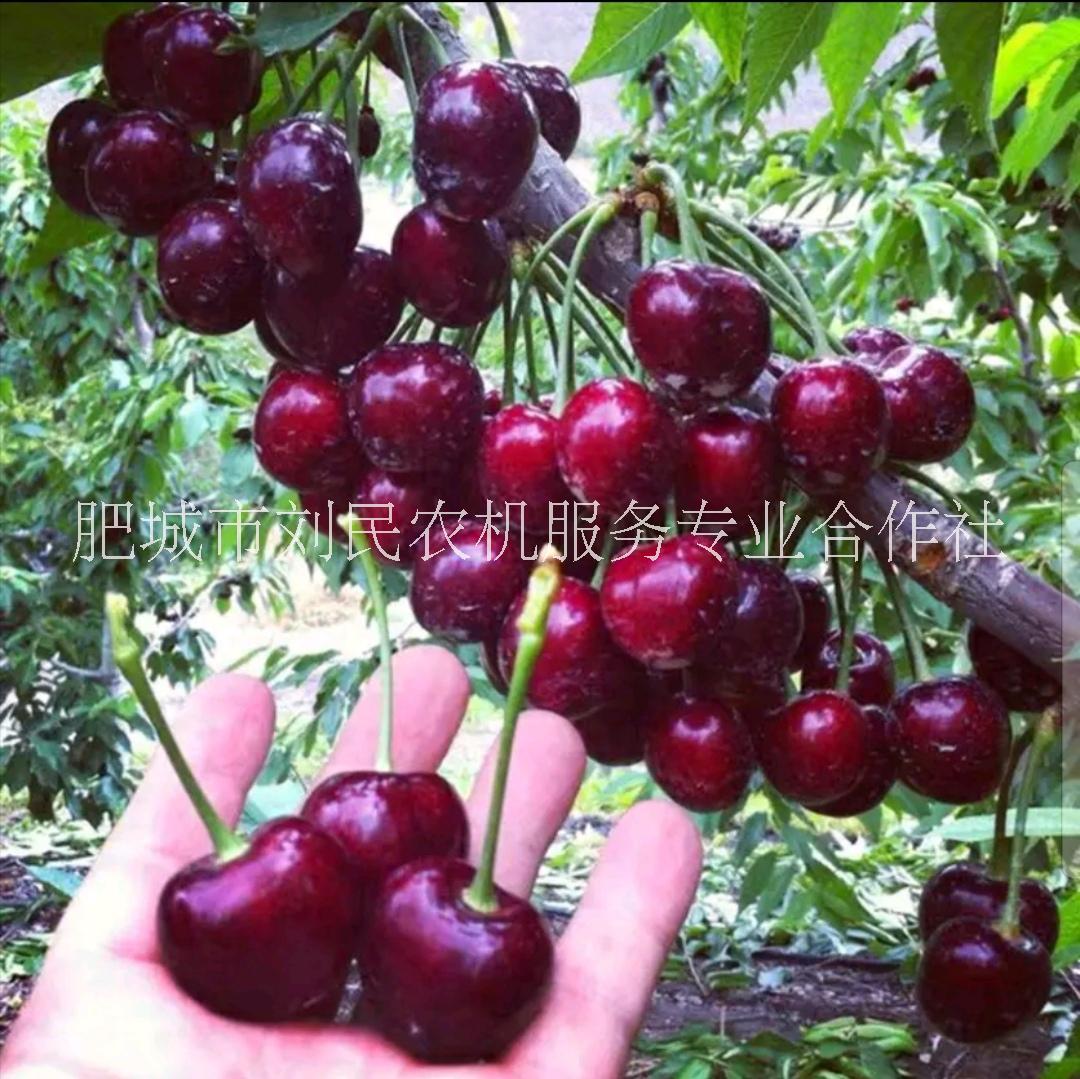 苗種植圖片/苗種植樣板圖 (3)