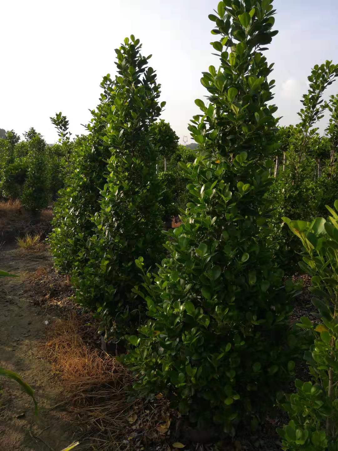佛山火山榕種植基地圖片