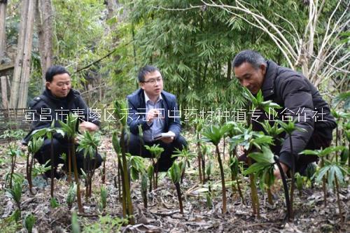 花種苗圖片/花種苗樣板圖 (4)