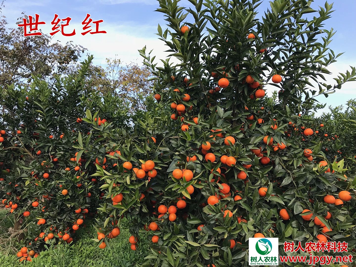 柑橘苗圖片/柑橘苗樣板圖 (4)