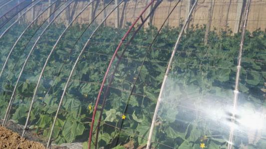 PO膜圖片/PO膜樣板圖 (3)