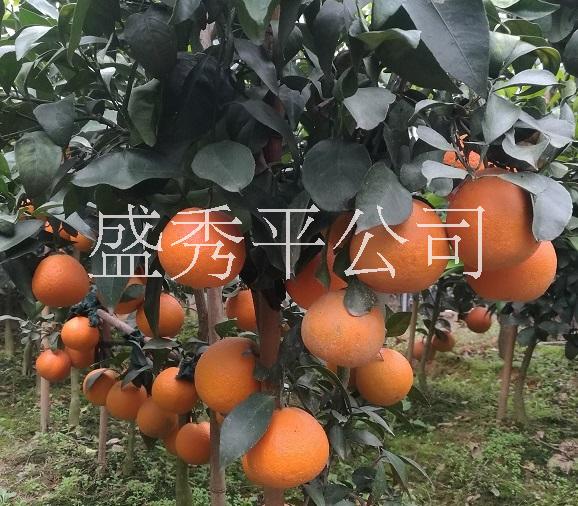 供应红美人 爱媛28 金华市金东区秀平苗木场   爱媛28 种植批发价格